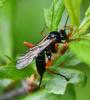 Pimpla rufipes